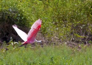 shutterstock_101045353